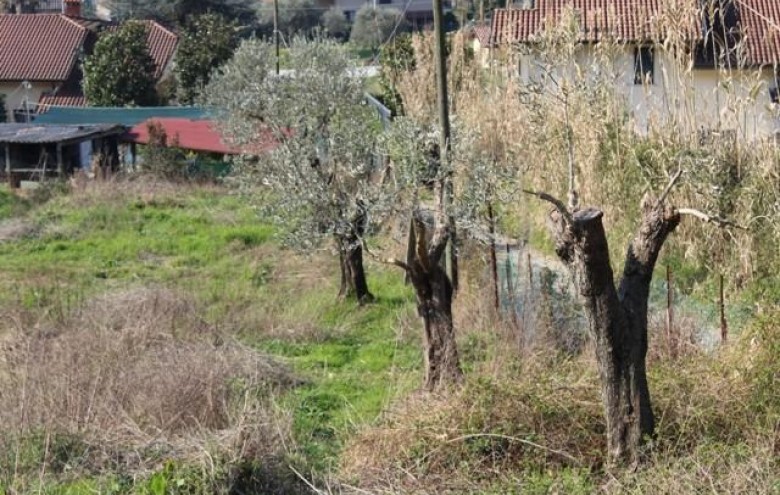 Rustico in vendita a Massa