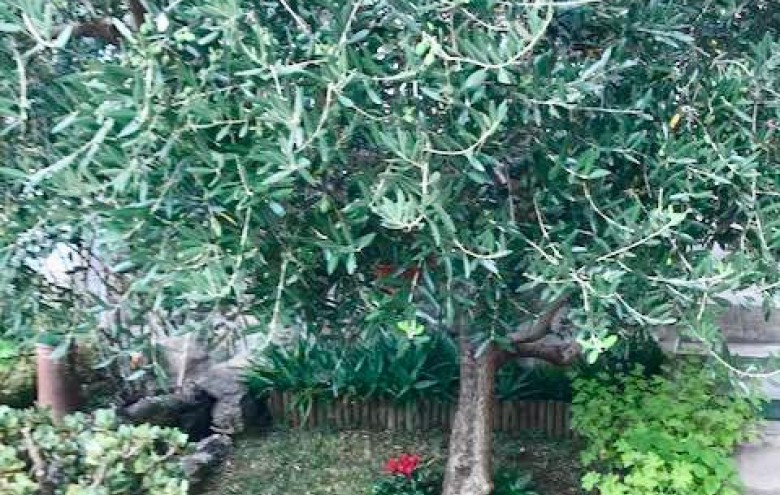 Terratetto in vendita a Massa