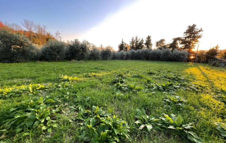 Villa singola in vendita a Pietrasanta