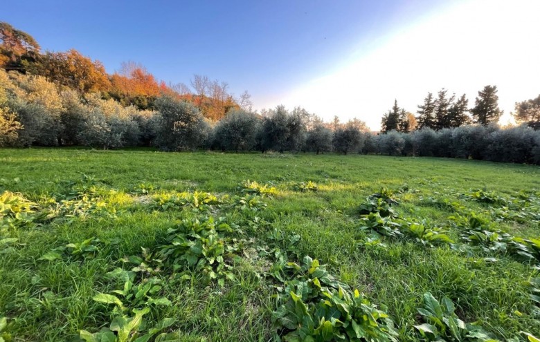Villa singola in vendita a Pietrasanta