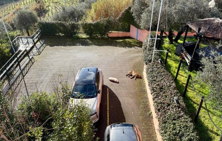 Villa singola in vendita a Massa