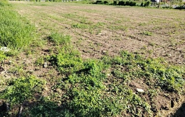 Terreno in vendita a Massa