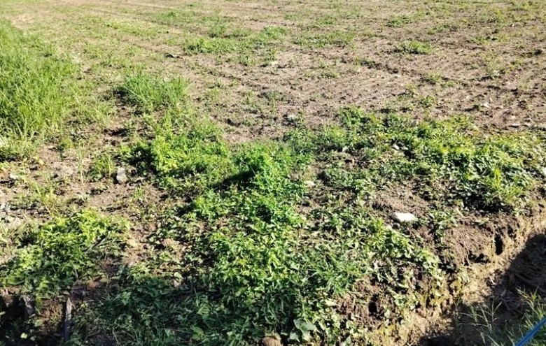 Terreno in vendita a Massa