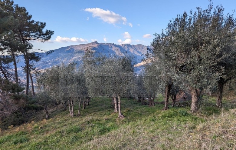 Villetta a schiera in vendita a Pietrasanta