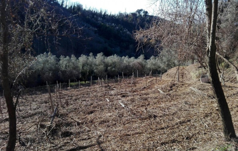 Villa singola in vendita a Massarosa