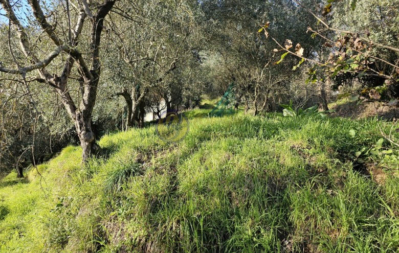 Rustico in vendita a Camaiore