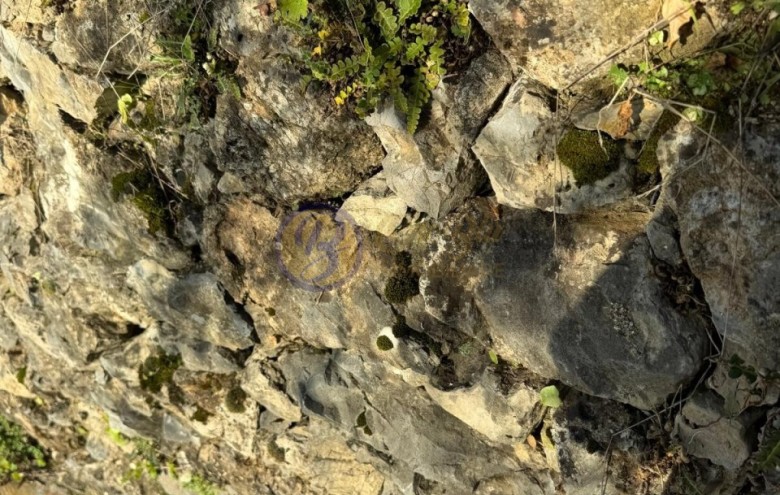 Rustico in vendita a Camaiore