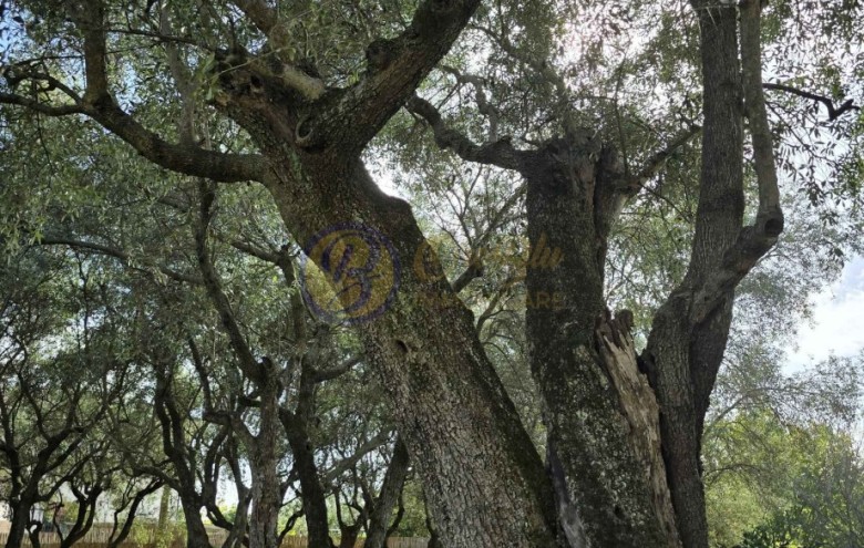 Villa singola in vendita a Seravezza