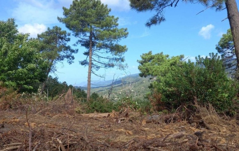 Rustico in vendita a Camaiore