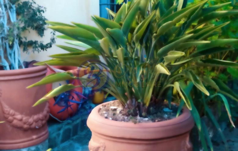 Villa singola in vendita a Massarosa