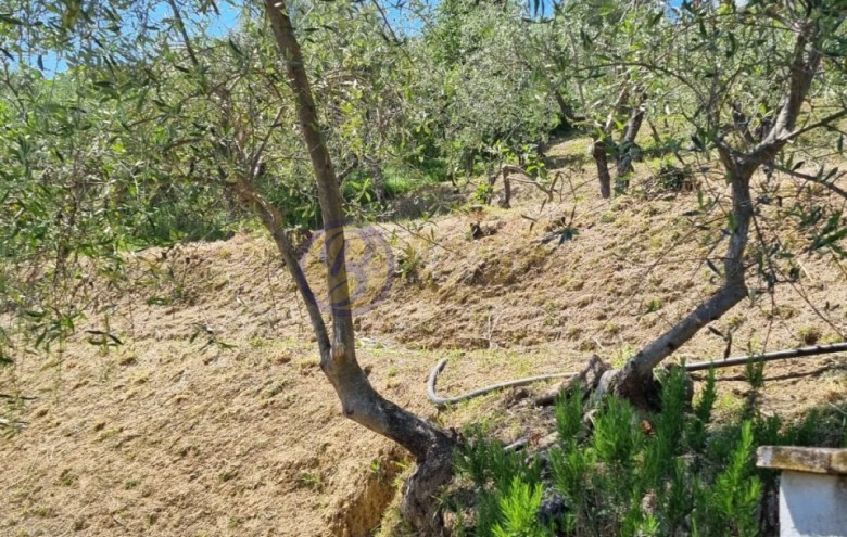 Villa singola in vendita a Massarosa
