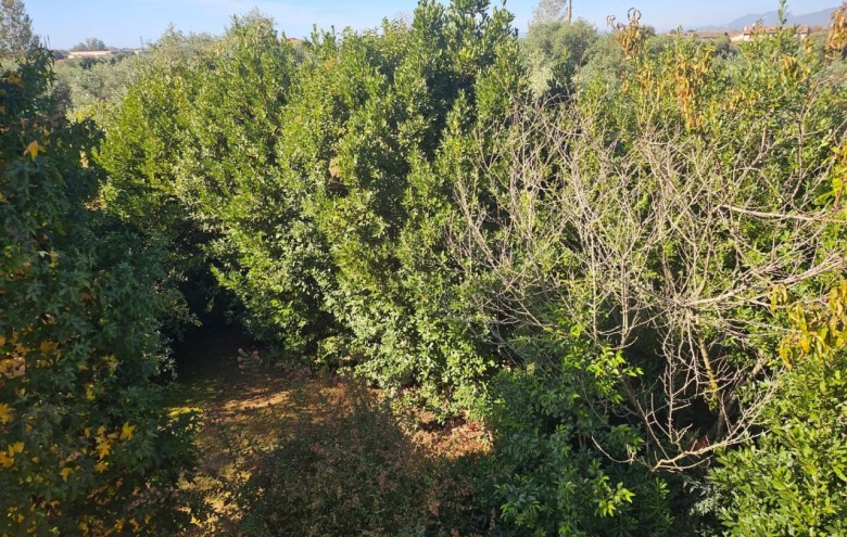 Appartamento in vendita a Seravezza