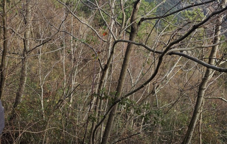 Villa singola in vendita a Seravezza