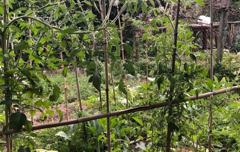 Terratetto in vendita a Seravezza