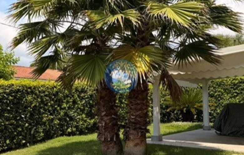 Villa singola in affitto a Pietrasanta
