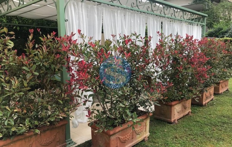 Appartamento in affitto a Pietrasanta