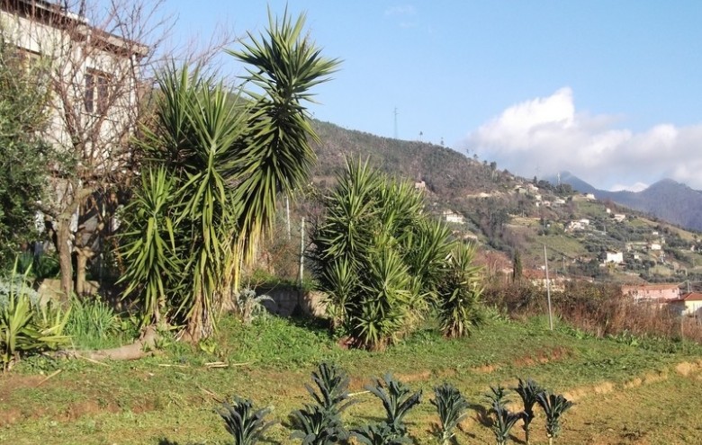 Terreno in vendita a Pietrasanta