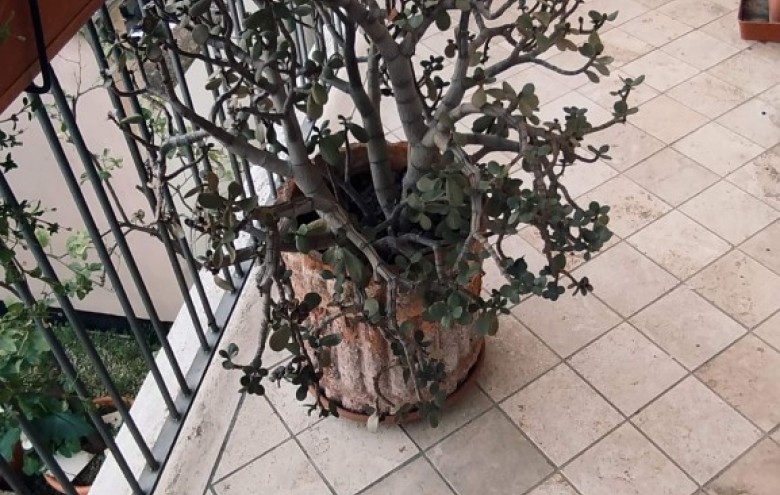 Appartamento in vendita a Viareggio