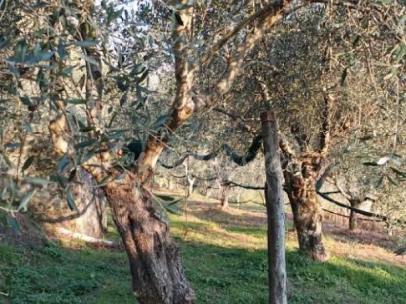 Villa singola in vendita a Camaiore