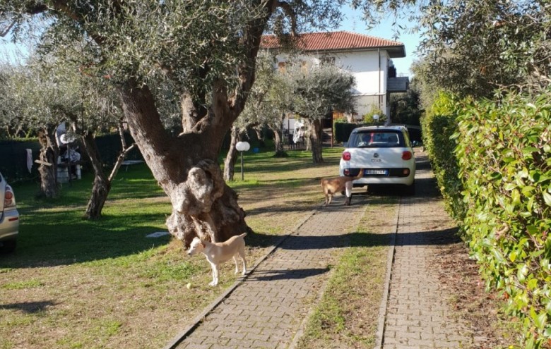 Bifamiliare in vendita a Montignoso