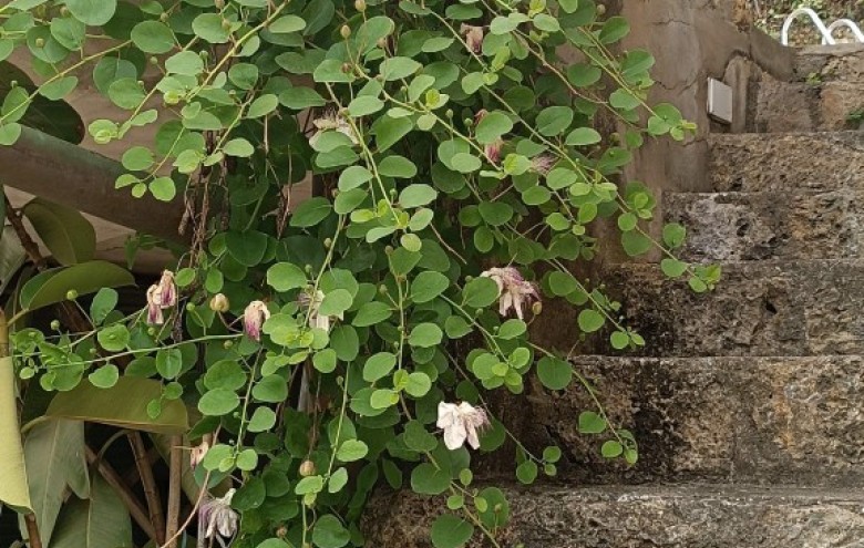 Rustico in vendita a Camaiore